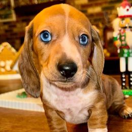 Dachshunds and Pomeranians from Thea's Puppies