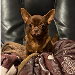 Cinnamon - Chihuahua