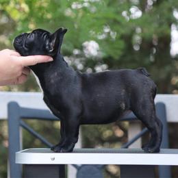 Buttercup - Brindle female French Bulldog puppy in Pueblo, Colorado from Double B Bulldogs