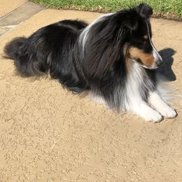 Shetland Sheepdog Puppies from Synergy Shetland Sheepdogs