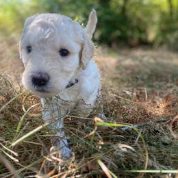 Lily - Cream female Labradoodle puppy in Toledo, Washington from Bigfoot Doodles