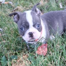 Noland - Lilac male Boston Terrier puppy in Smallett, Missouri from B's Bostons