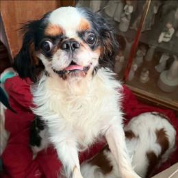 Travis - Black white and tan male English Toy Spaniel puppy in Glenwood City, Wisconsin from NyaStar