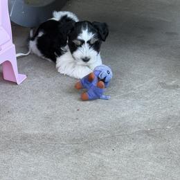 Miniature Schnauzer Puppies from Ancient City Schnauzers