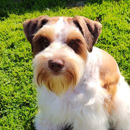 Whiskey - Miniature Schnauzer