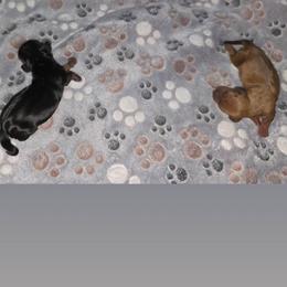 Dachshund puppies from Daisy Doxies