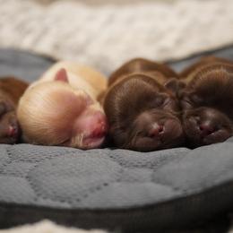 Shih Tzu puppies from LiL SHiHTZ