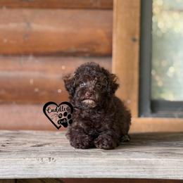Cooper - Brown male Poodle puppy in Nashville, Arkansas from Cuddles n Curls