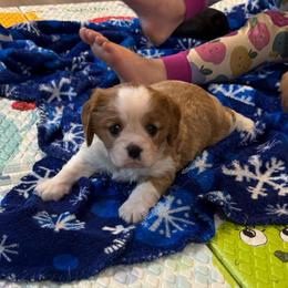 Tess - Blenheim female Cavalier King Charles Spaniel puppy in Eatonton, Georgia from TNT Puppies