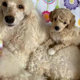 Poodle Puppies from Merrily Miniature Poodles