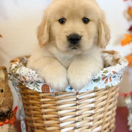 Mr Grey - Golden male Golden Retriever puppy in Overton, Nevada from Sinfully Sweet Kennel