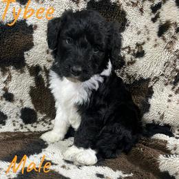 Tybee - Black tri-color male Aussiedoodle puppy in Cleveland, Tennessee from C&S Kennels