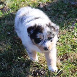Nova - Blue merle female Australian Shepherd puppy in Kansas, Oklahoma from Windy G Farm