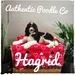 Poodle Puppies from Authentic Poodle Co