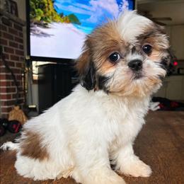 Ariel - Brindle female Shih Tzu puppy in Stroudsburg, Pennsylvania from Puppyville Pa Shih Tzu & frenchies