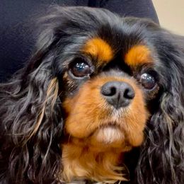 Viola - Cavalier King Charles Spaniel