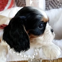 Cavalier King Charles Spaniels from Merckles Hilltop Cavaliers