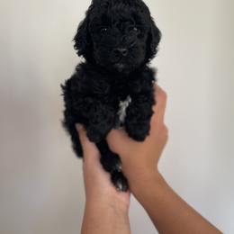 Goldendoodle and Poodle Puppies from Luxipawspoodlesanddoodles