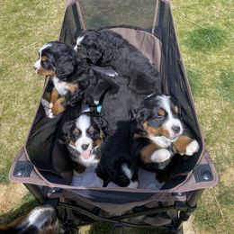 Bernese Mountain Dog Puppies from Benton County Berners