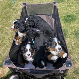 Bernese Mountain Dog Puppies from Benton County Berners