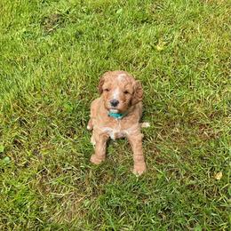 Millie - Red  female Goldendoodle puppy in Fairmont, West Virginia from Mountainside Doodles, LLC