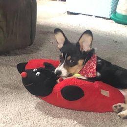 American Corgi and Pembroke Welsh Corgi Puppies from Lonesome Boone Corgis