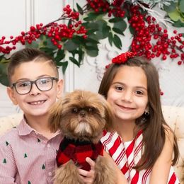 Shih Tzu Puppies from N.F.S.T Imperial ShihTzu Puppies.