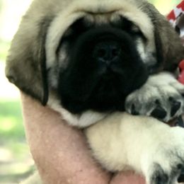 Mastiff Puppies from Majestic Mastiffs of Florida