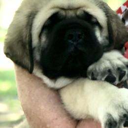 Mastiff Puppies from Majestic Mastiffs of Florida
