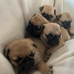 Fawn boy 5 - Fawn male Pug puppy in Norborne, Missouri from Pug Palace