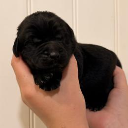 Harry Styles - Black male Newfoundland puppy in Tully, New York from Bear Paw Newfoundlands