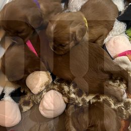 Cavalier King Charles Spaniel puppies from Pay it Forwood