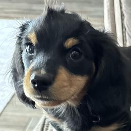 Dachshunds from DdogZ Miniature Dachshunds