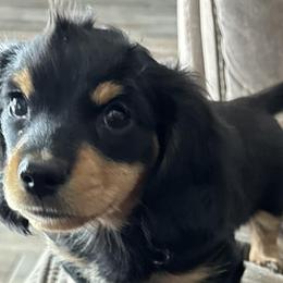 Dachshunds from DdogZ Miniature Dachshunds