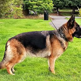 Zara - German Shepherd