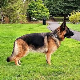 Zara - German Shepherd