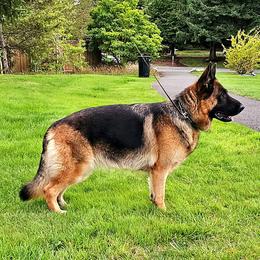 Zara - German Shepherd