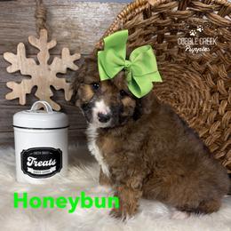 Honeybun - Sable female Bernedoodle puppy in Heyworth, Illinois from Cobble Creek Puppies