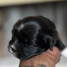 Maltese, Pomeranian, Shih Tzu, and Yorkshire Terrier Puppies from Gibbs Gorgeous Paws LLC