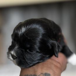 Maltese, Pomeranian, Shih Tzu, and Yorkshire Terrier Puppies from Gibbs Gorgeous Paws LLC
