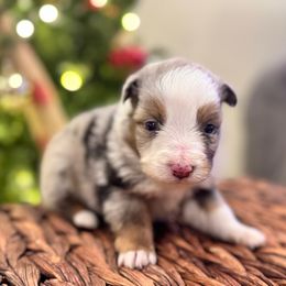 Ollie - Blue merle male Miniature American Shepherd puppy in Ash Grove, Missouri from 3 Barrels Farms, LLC