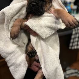 Cane Corso Puppies from PNW Cane Corsos