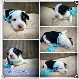 Marshmallow - Black tri-color male Aussiedoodle puppy in Houston, Texas from Jomelkin Furry Pals