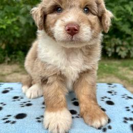 Boy 2 - Brown merle male Aussiedoodle puppy in Hillsboro, Illinois from Perfect Paws Puppies