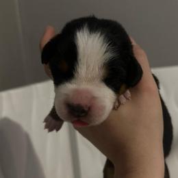 Red Girl - Black, white and red female Greater Swiss Mountain Dog puppy in Lower Burrell, Pennsylvania from Polyanna’s GSMD