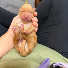 Dusty Yellow Collar - Yellow male Labrador Retriever puppy in Elloree, South Carolina from Moonlight Kennels LLC