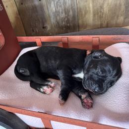 Red Collar Girl - Black and white female Great Dane puppy in Wimberley, Texas from Heart of Texas Great Danes