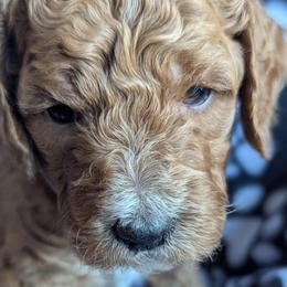 Combat Carl - Black - Apricot male Goldendoodle puppy in Citrus Heights, California from Grandpaw's Golden Doodles