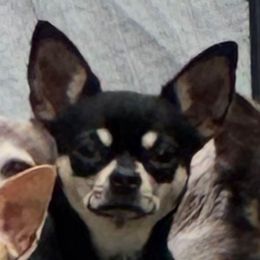 Rae Rae - Chihuahua
