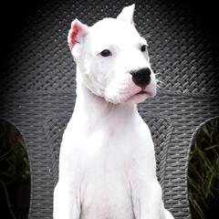 Caerus- Boy 1 - White male Dogo Argentino puppy in San Diego, California from Debonair Dogos